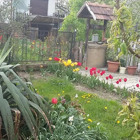 Alom Kucko