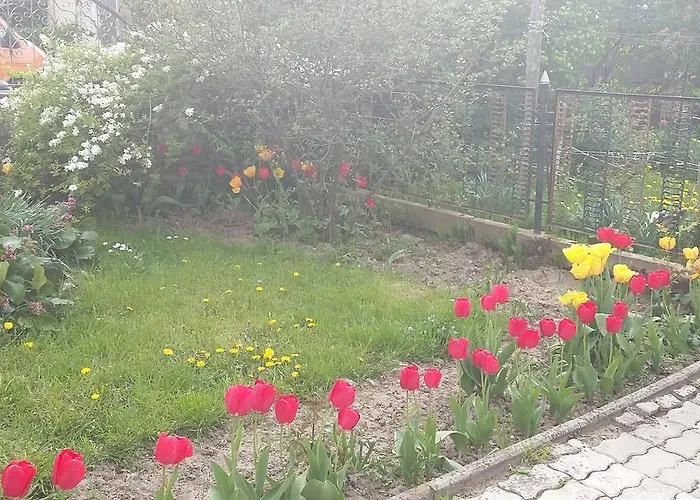 Alom Kucko